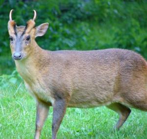Muntjac Buck