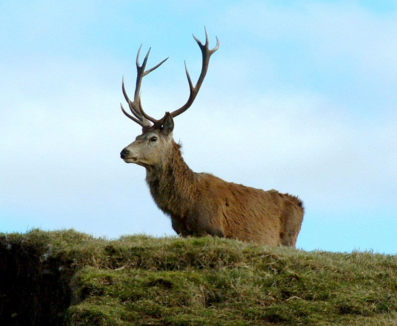 Red Buck